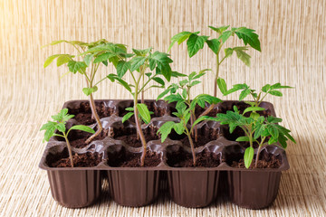 Saplings of tomatoes in a plastic container  on the window. Young green plants. Spring theme