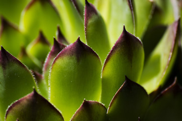 Sempervivum plant - live forever