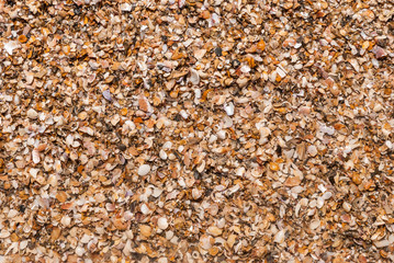 Close-up shell beach,  separated sea in Satun province, Thailand