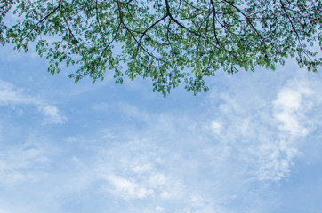 Tree and sky.background