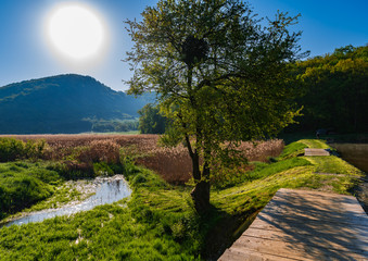 Wild Spring Landscape