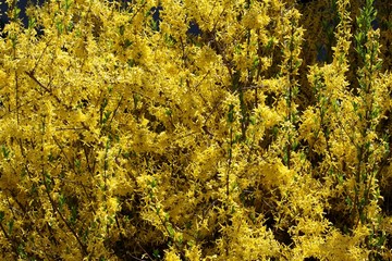 forsythia bush blossoming at spring