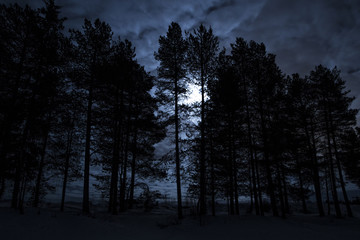 Night moon in the forest