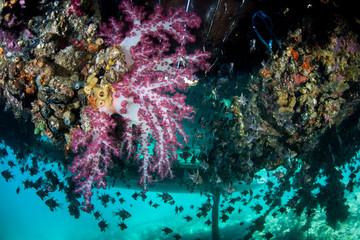 Fototapeta na wymiar Colorful Soft Corals Growing Under Dock in Raja Ampat