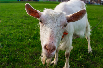 A little white goat looks into the camera