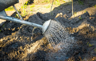 Irrigation of a garden bed from an old metal galvanized watering can