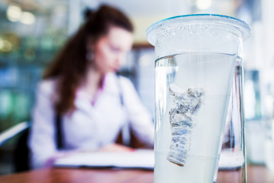 Medical background. Anatomy of the human trachea in formalin close-up. Doctor at work in the background