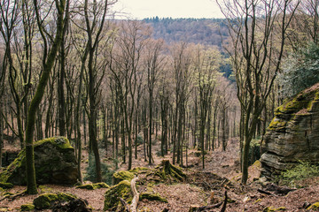 Wald im Frühling