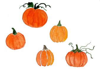 Watercolor pumpkins. Set, collection of vegetables of different types and species. Hand-drawn illustration 