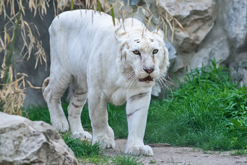 Naklejka premium White Tiger in zoo