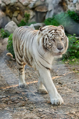 Naklejka premium White Tiger in zoo