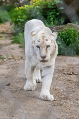 Naklejka premium White Tiger in zoo