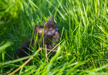 little black kitten on the lawn