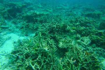 Naklejka na ściany i meble Beautiful view of dead coral reefs. Underwater world. Maldives, Indian Ocean, Beautiful nature background.