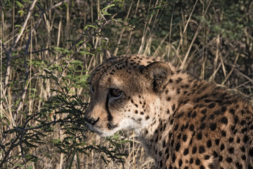 Portrait of a leopard (Panthera pardus) in the evening sun light, namibia