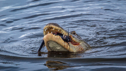 Obraz premium Gator eating fish