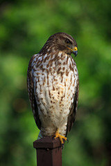 Hawk 2