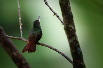 A young rufous-tailed hummingbird (Amazilia tzacatl) fledgling waits for food. It's hard for the parents, because their own energy reaches only up to 20 minutes.