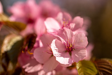 Some pink cherry blossoms with a pink bokeh