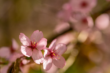 Fototapeta na wymiar A cherry blossom with springlike bokeh