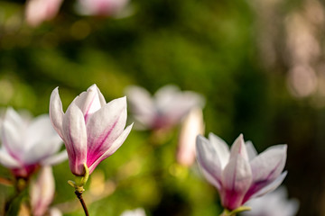 Some magnolias with a green bokeh