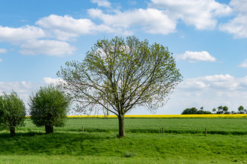 Fototapeta na wymiar Landschaft mit Baum