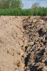 посадка картофеля