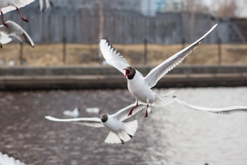 Screaming Black-headed Gull in Bird colony. Lake birds