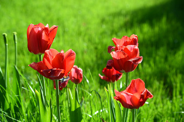 rote Tulpen auf Wiese