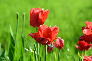 rote Tulpen auf Wiese