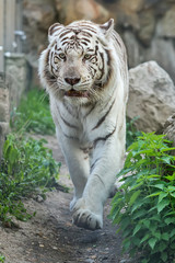 White Tiger in zoo