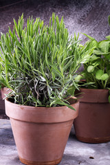 Homegrown and aromatic herbs in old clay pots. Set of culinary herbs. Green growing sage, oregano and rosemary