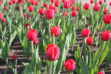 tulip тюльпаны весна 