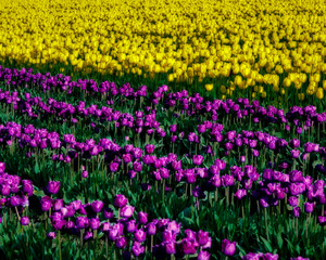 Fototapeta premium Purple and yellow tulip blossoms in a tulip field