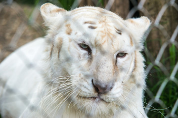 Naklejka premium White Tiger in zoo