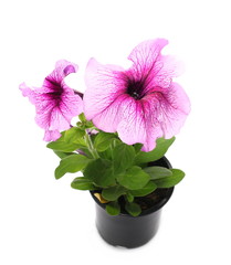 Naklejka na ściany i meble Petunia flowers in pot isolated on white, series