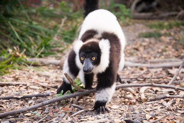 Black-and-white ruffed lemur