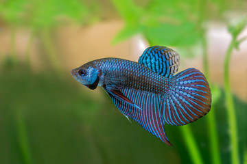 Mahachai betta or Betta mahachaiensis, beautiful Siamese Fighting Fish with green background in Thailand.