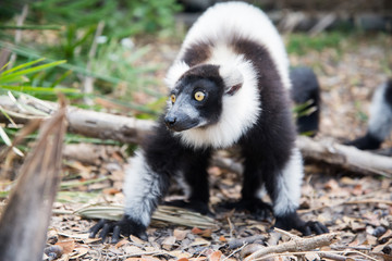 Black-and-white ruffed lemur