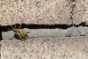 Wasp close-up on the wall