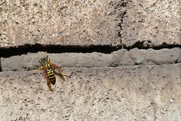 Wasp close-up on the wall