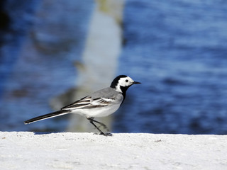 Little grey bird