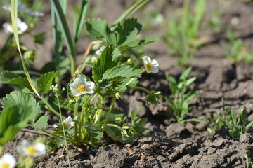 A bush of young strawberries in the garden, flowering in spring and summer.