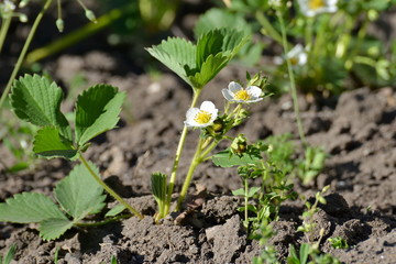 A bush of young strawberries in the garden, flowering in spring and summer.