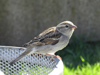 Sparrow