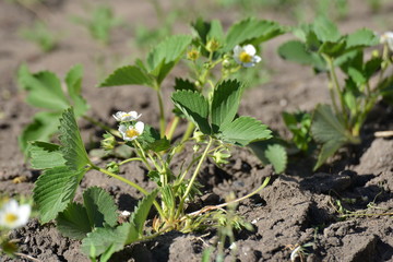 A bush of young strawberries in the garden, flowering in spring and summer.