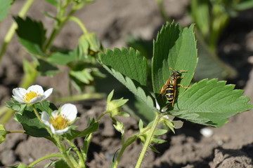 The wasp sits on the strawberry leaves, close-up view.