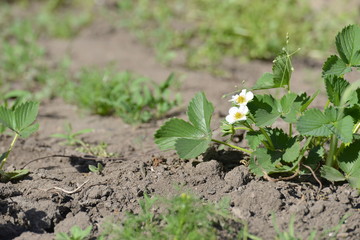 A bush of young strawberries in the garden, flowering in spring and summer.