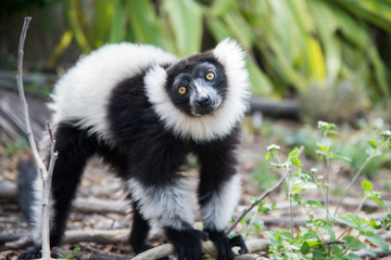 Black-and-white ruffed lemur
