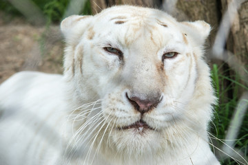 Naklejka premium White Tiger in zoo 